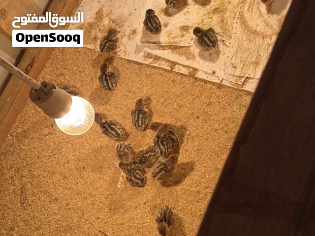 بيع دجاج شنار