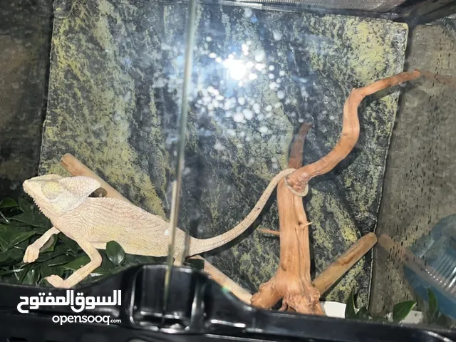 حرباء / chameleon  هجينه