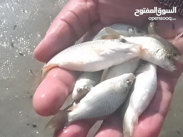 افراخ سمك كارب الماني سلفر افراخ وحيد جنس