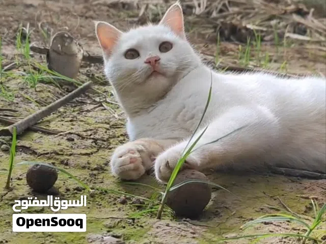 قط ذكر ابيض للتبني(مجانا )السبب عدم التفرغ ياكل اي شيء حتى اكل البيت العادي ياكله