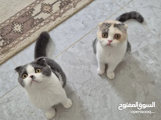 Scottish fold for adoption