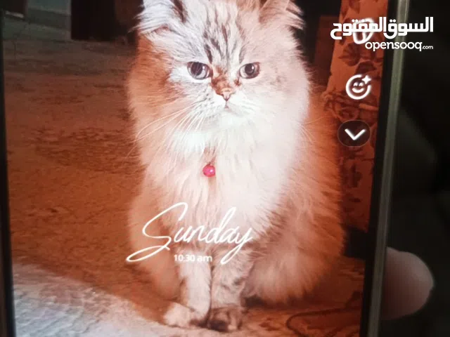 قطه انثى هملايا مكس التبني