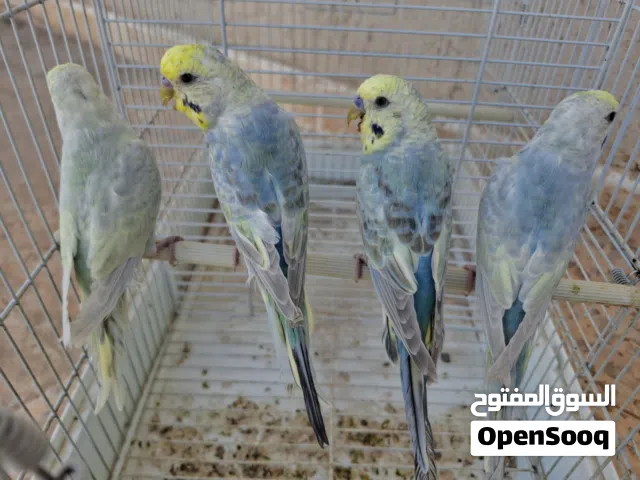 اربعة دكورة رينبو