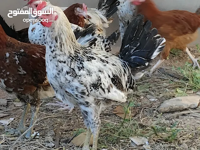 فرؤج عربي لي البيع