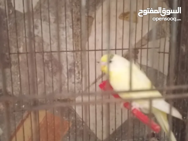 جواز كوكتيل وكنار للبيع