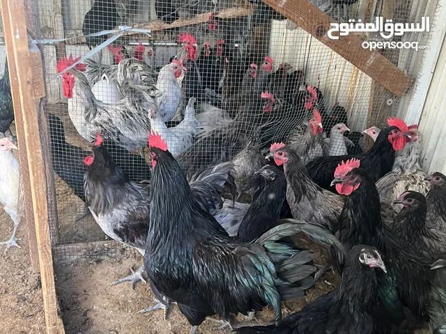 دياجه الاسترلوب