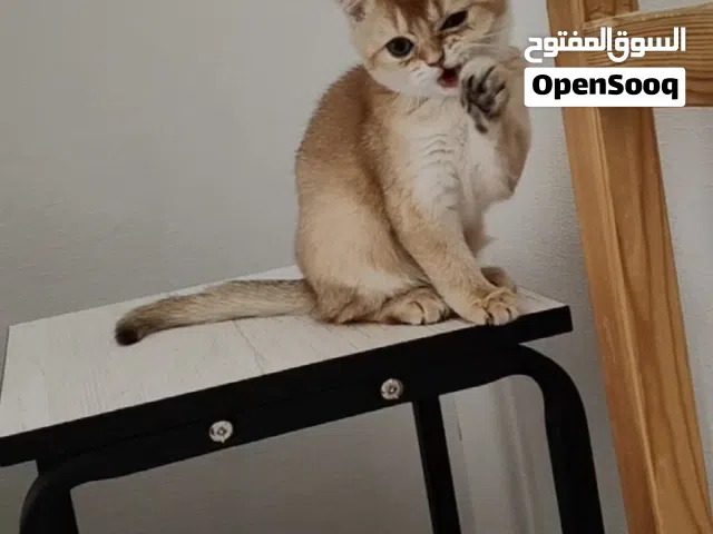 Golden British Shorthair