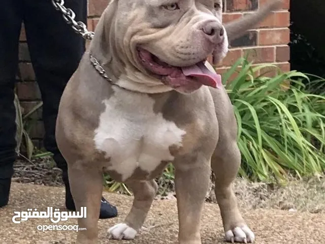 مطلوب كلب بولي ، دوبرمان مستوى ،شكل حلو و نضيف