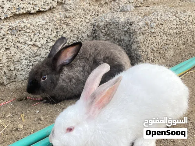 ارانب عماني تهجين هولندي