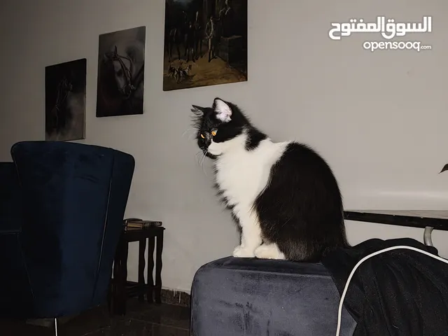 قطة هملاية باندا