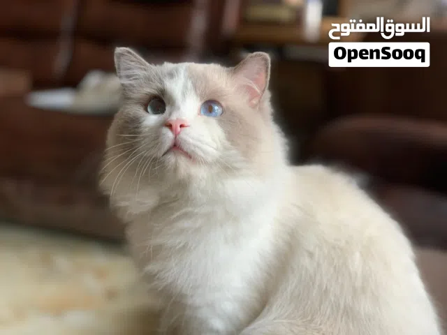 ذكر راغدول بيور منتج