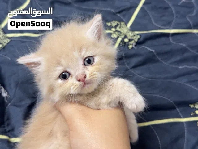 پیشیلەی هیمالایا و شانشێلا مێکس بۆ فرۆشتن