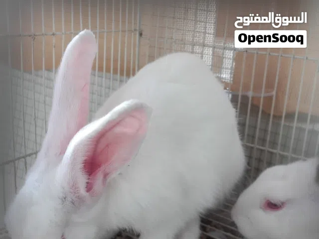 للبيع 3 أرانب اليفين