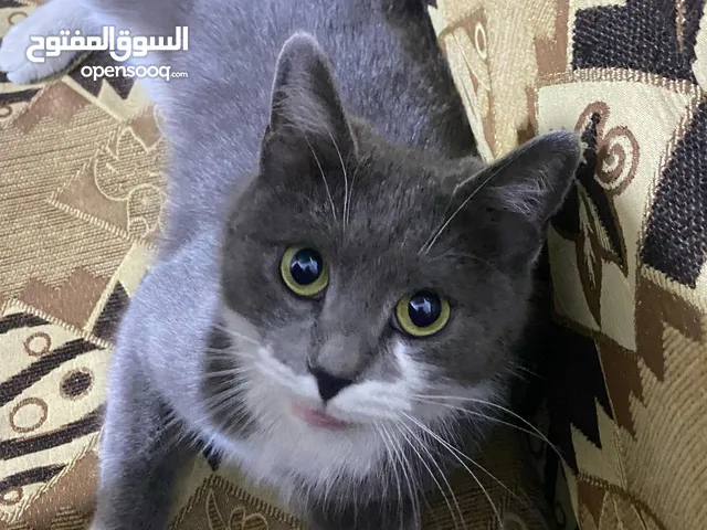 قطة انثى نوع سكوتش ستريت لون رصاصي مطعم ب ابيض