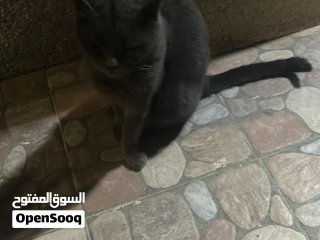 القط يحتاج بيت آمن وحنون