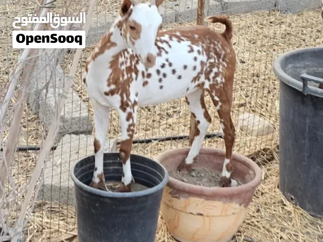 حلال صلالي الوان مختلفه وخلي من جميع العذاريب