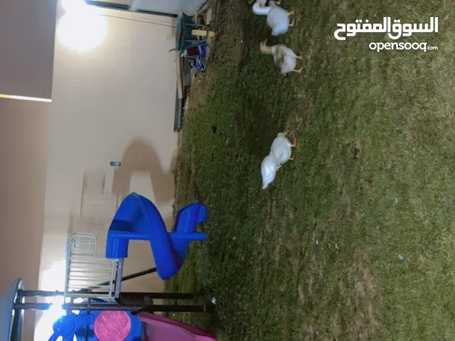 Ducks 5 PCs for only 300 aed they lay eggs