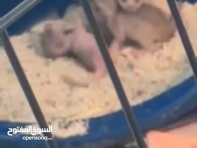 ميركات تيمون فروخ عمرهم عشر ايام للبيع لعوبين وسهل تربيتهم
