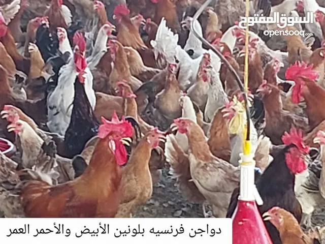 دواجن بياضه للبيع فرنسيه بلونين الأحمر والأبيض سنه ونصف من عمر الإنتاج