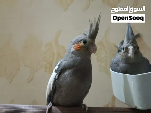 كوكتيل حبشي عنده جين اصفر  . . . . . . .. . . . . . . . . . . . . . .   . . . . . . . .    .   .  .