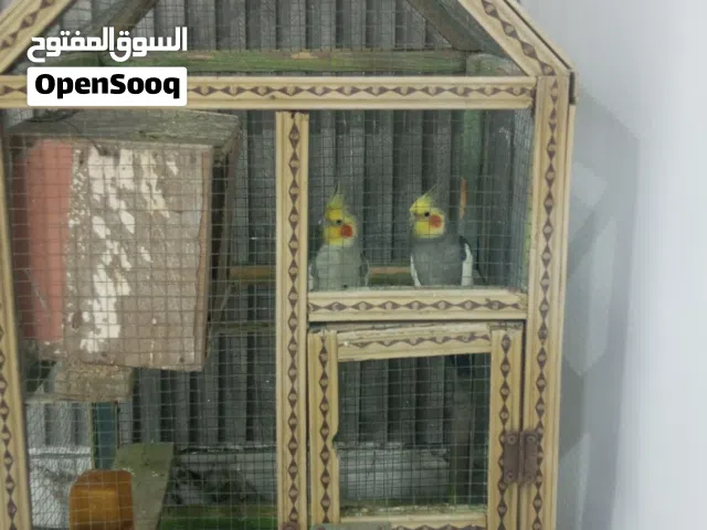 مراوس بكوكتيل و طيور حب مفتل
