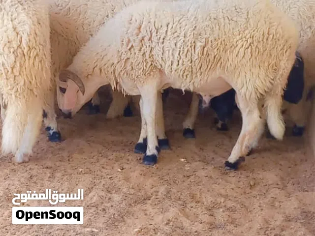 السلام عليكم ورحمة الله وبركاته يوجد خروف للعيد ربي يبارك  حاجة صح مافيشي اي عيب خالي من العيوب
