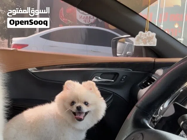 ذكر بومرينيان