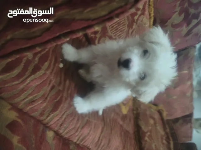 كلب مالتيز حاجة حلوة من الاخر