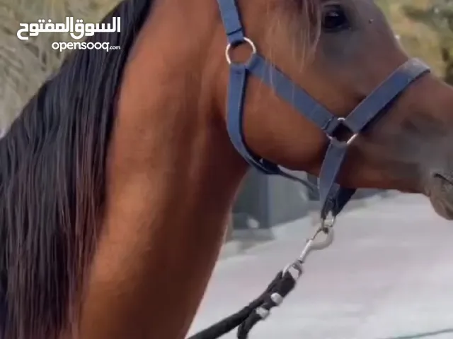 خيل جمال للبيع
