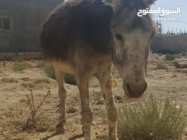حمار البيع سعر