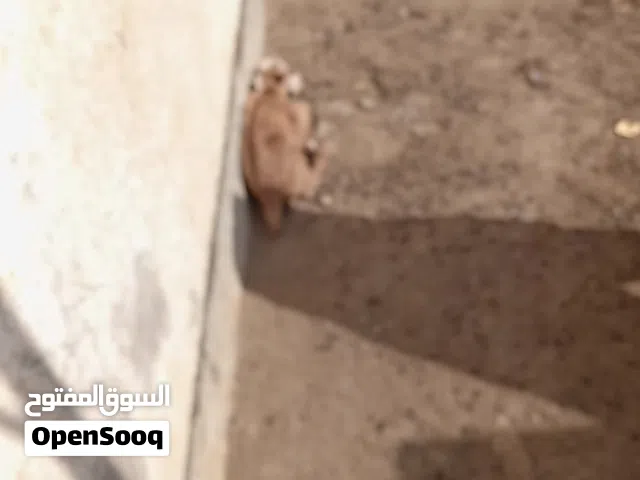 ماعز احمر فحل ونثيه وابنهم للبيع