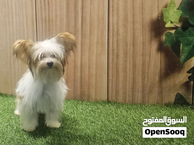 yorkishaier  يوركي شاير