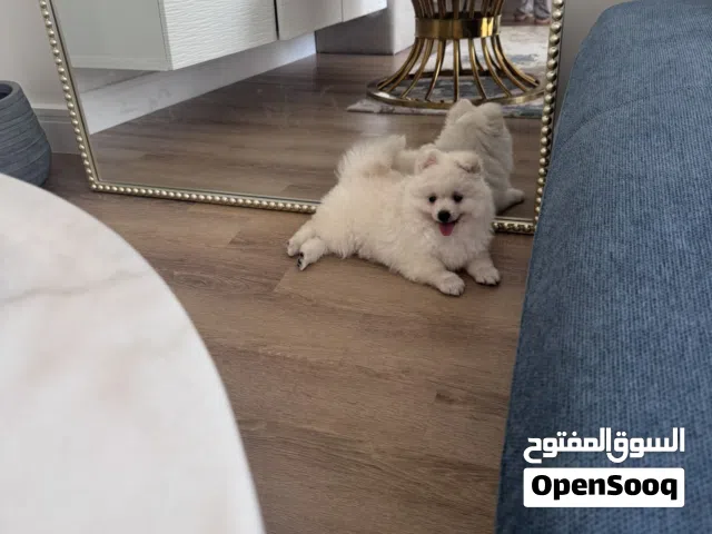 Pomeranian female two months old