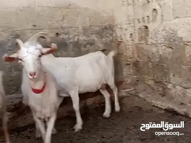 ماعز سانين نخب