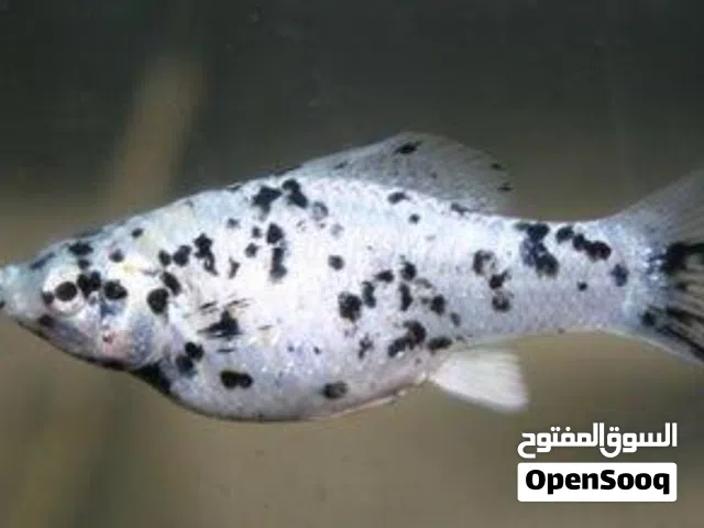 سمك مولي  جابيات