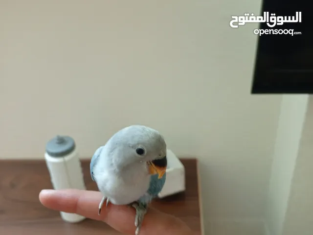 فرخ روز لعشاق زق اليدوي