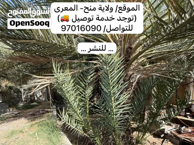 فسائل فحل قدمي