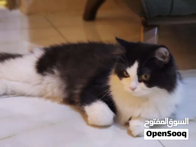 قطه باندا انثى هملايه ملقحه لقاح كامل مع دفتر لقاحها