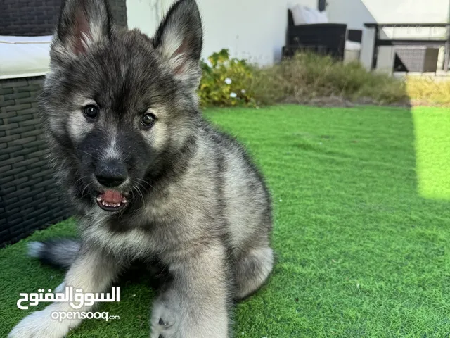 Agouti husky male 2 months old pure breed Urgent sale