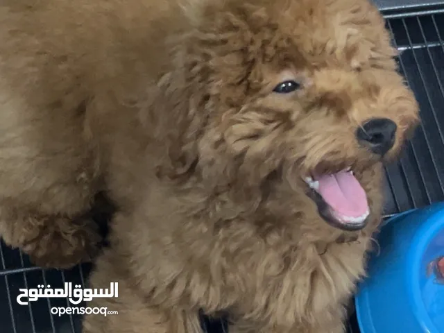 كلب بودل ميني