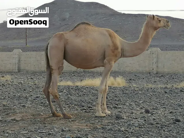 بيع ناقة عاقر وسمين