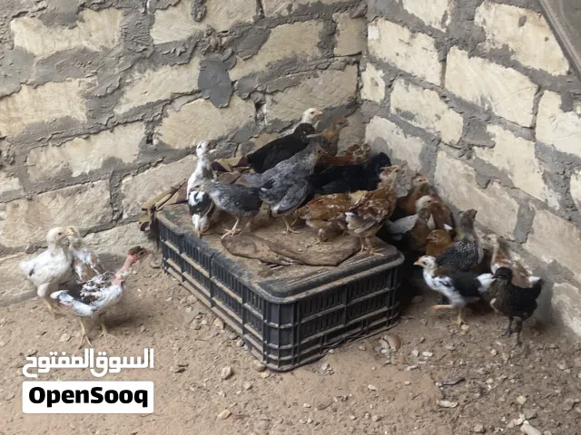 عتاتيق وفروج مخلط