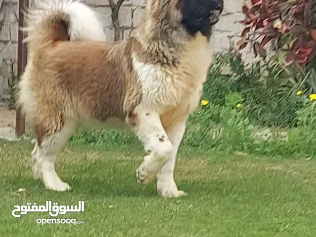 للبيع انثي أمريكا اكيتا أهالي وارد الخارج لم يسبق لها الزواج
