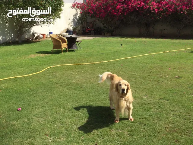 Pet sitting and walking Al Barsha 2 & الاهتمام بالحيوانات البرشاء2 & البرشاء 3