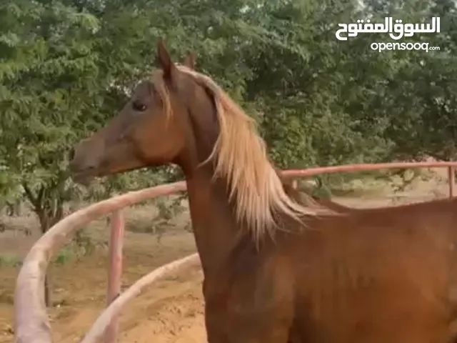 للبيع خيل جميل