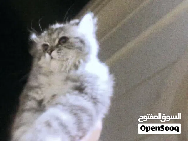 قطه رماديه شيرازيه