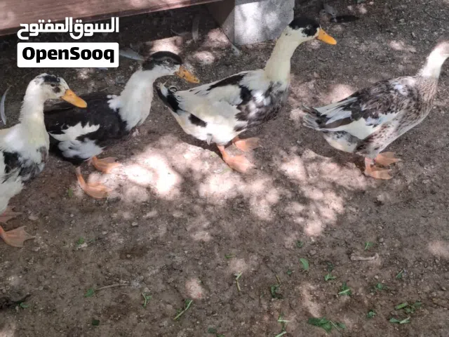 4 بط فقط متوفر بط بلدي
