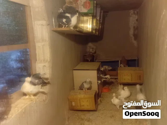 حمام مخلط كله جواز شغاله