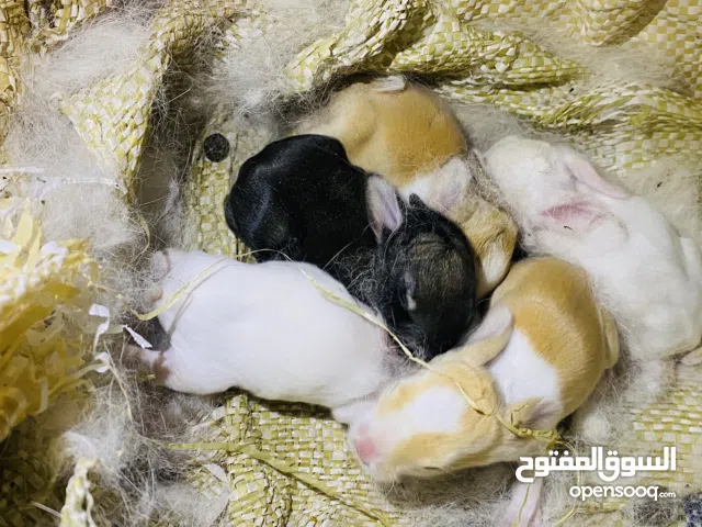 متوفر ارنب المانيه هاجين  المكان زاويه الغرب