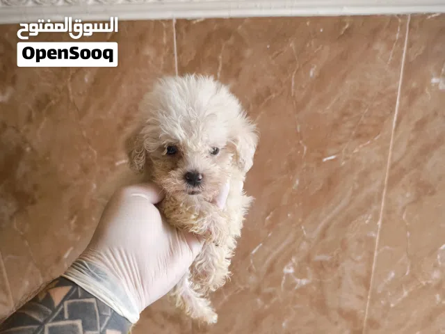 toy maltipoo
